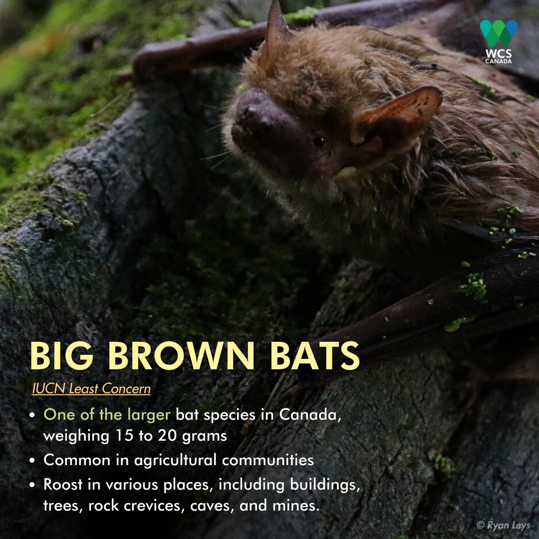 WCS_Canada's tweet photo. How much do you know about bat species in Canada? 🦇
Join us this #BatWeek2023 to learn fascinating facts about these winged wonders, and share your favourite one with us ✨ #BatAppreciationMonth
Donate today and be a #BatHero!
➡️ https://t.co/Cn3dfOyOAQ https://t.co/24tCbjdhJG