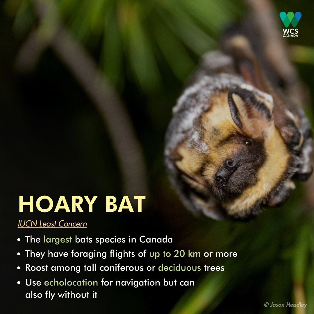 WCS_Canada's tweet photo. How much do you know about bat species in Canada? 🦇
Join us this #BatWeek2023 to learn fascinating facts about these winged wonders, and share your favourite one with us ✨ #BatAppreciationMonth
Donate today and be a #BatHero!
➡️ https://t.co/Cn3dfOyOAQ https://t.co/24tCbjdhJG