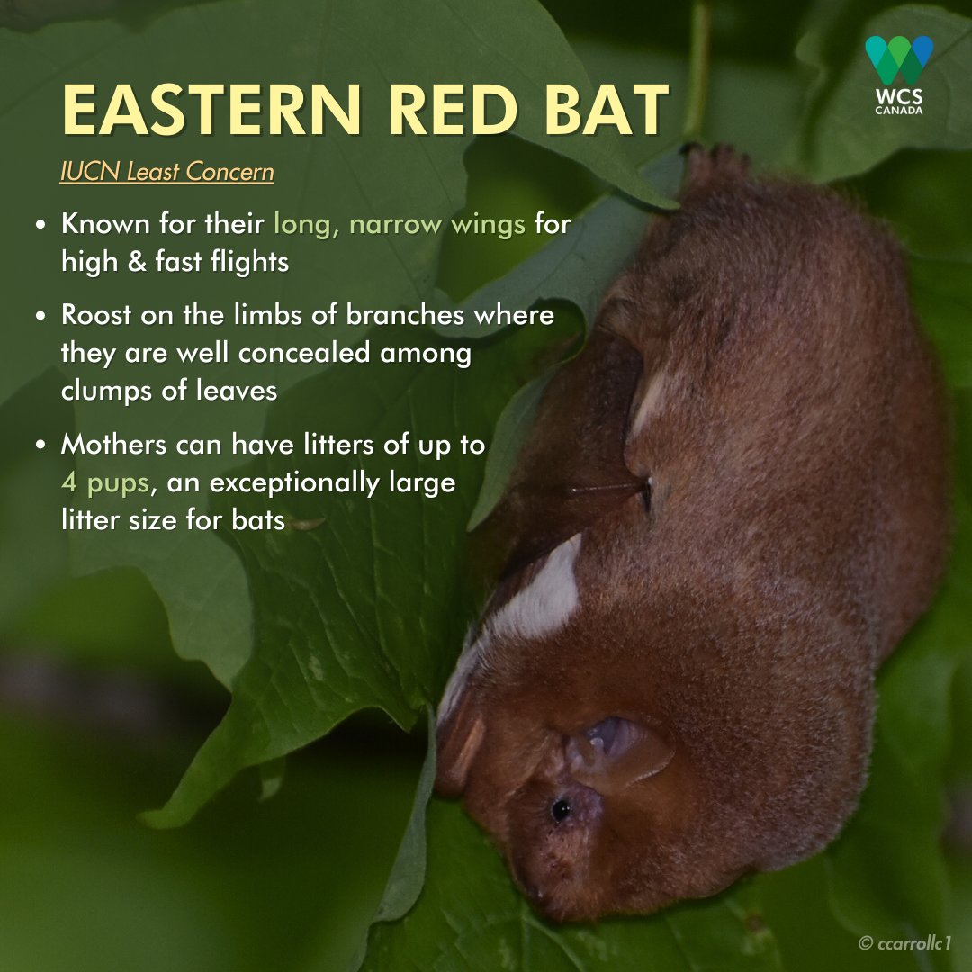 WCS_Canada's tweet photo. How much do you know about bat species in Canada? 🦇
Join us this #BatWeek2023 to learn fascinating facts about these winged wonders, and share your favourite one with us ✨ #BatAppreciationMonth
Donate today and be a #BatHero!
➡️ https://t.co/Cn3dfOyOAQ https://t.co/24tCbjdhJG