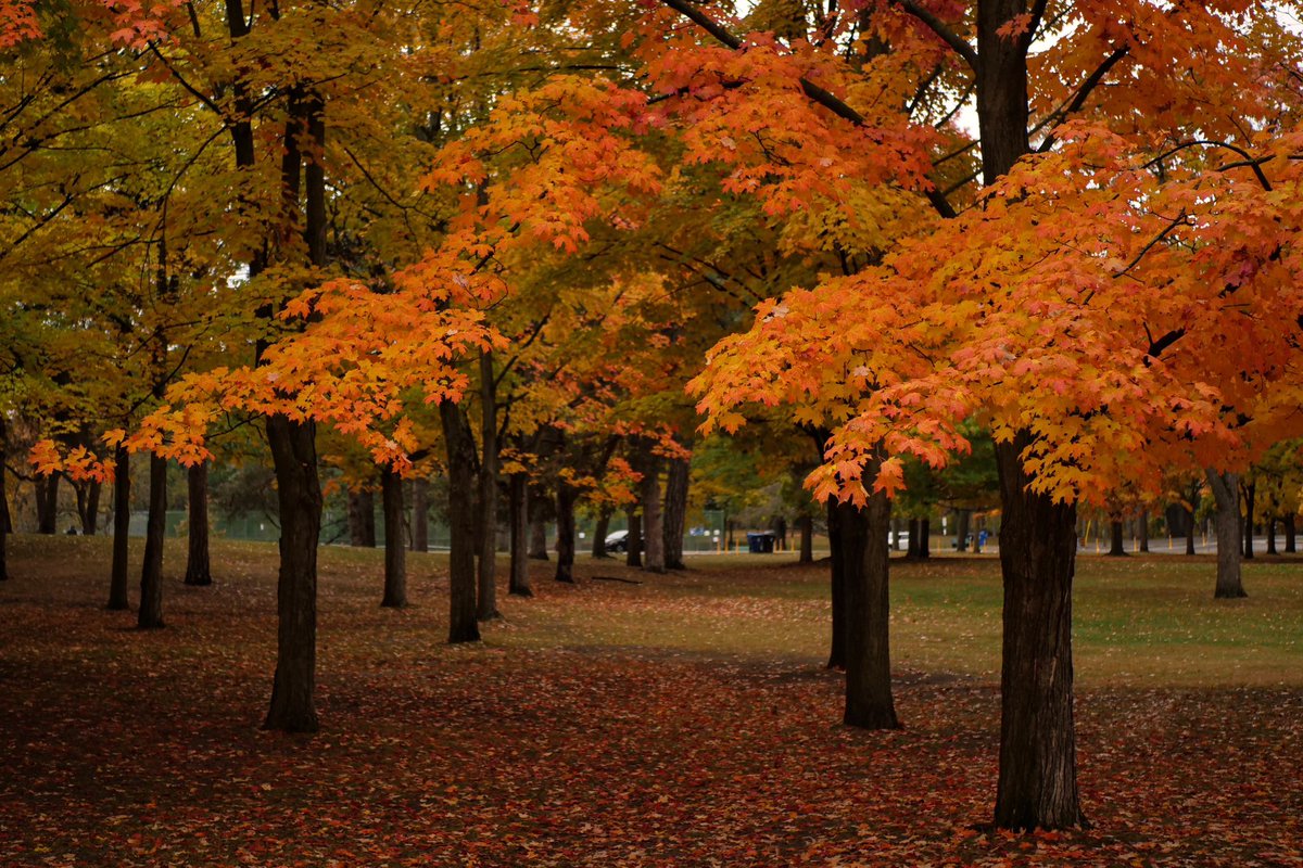 Never ending love for Fall 🍁♥️

#fallcolors #torontocanada #autumnfall