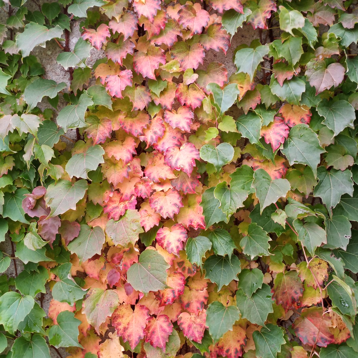 StBenCenter's tweet image. An October afternoon at the St. Benedict Center . . .