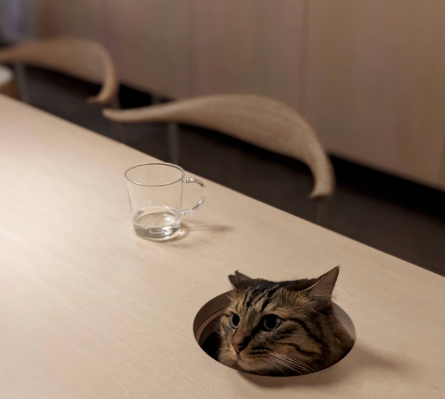 aldonzadiego's tweet photo. un depto para un señor y su gato 
hermosa btw https://t.co/48E3ZkEOqo