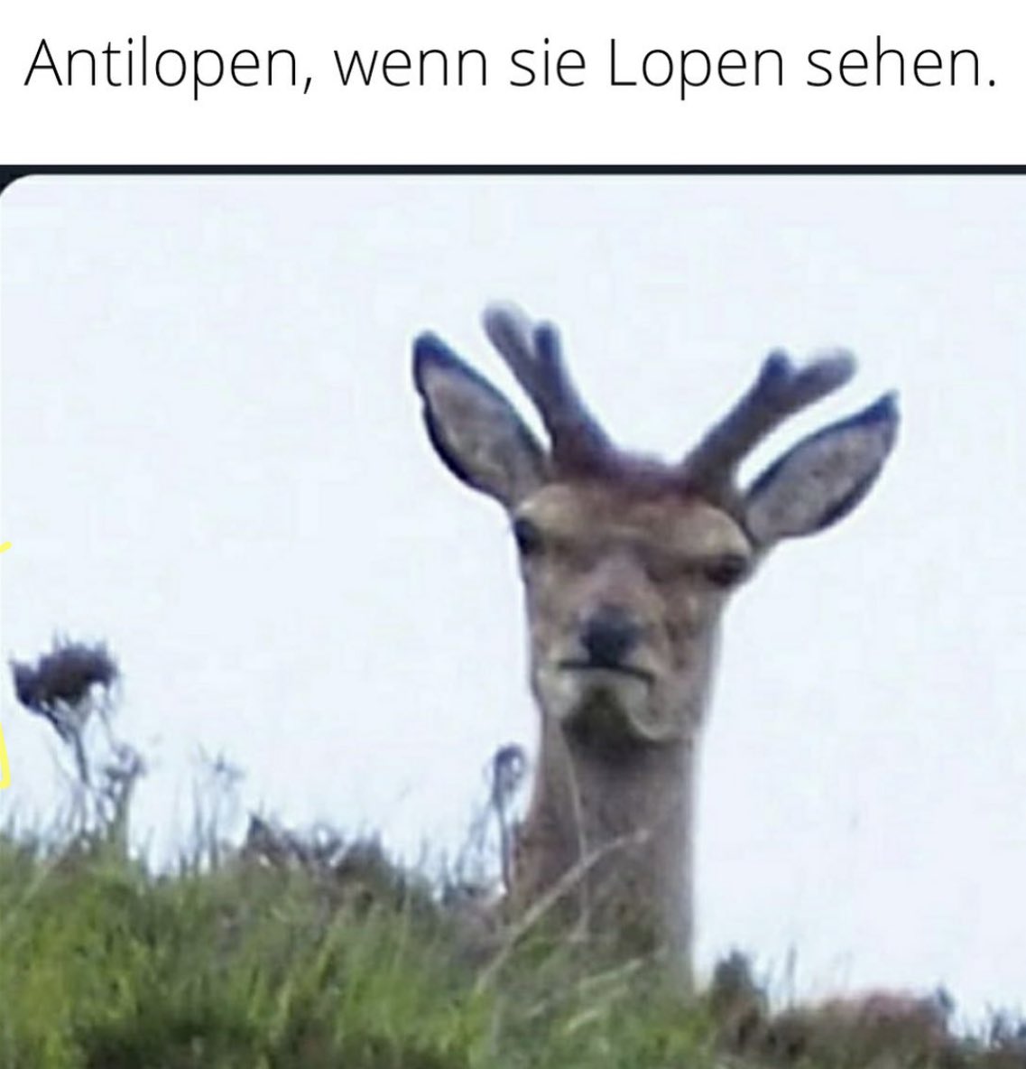 David Asphalt (@davidasphalt) on Twitter photo 