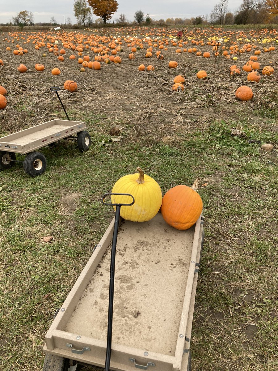 ForsytheFarms's tweet photo. Looking for your perfect pumpkin? We still have lots in our pumpkin patch! We're open Thurs-Sun from 9:30-5. Come by and pick out your pumpkins! 🎃🎃
#pickyourown #pumpkin #pumpkinpatch #farmfresh #getoutside #natureunfiltered #visitydh #durhamtourism https://t.co/YB8SfYzxB1