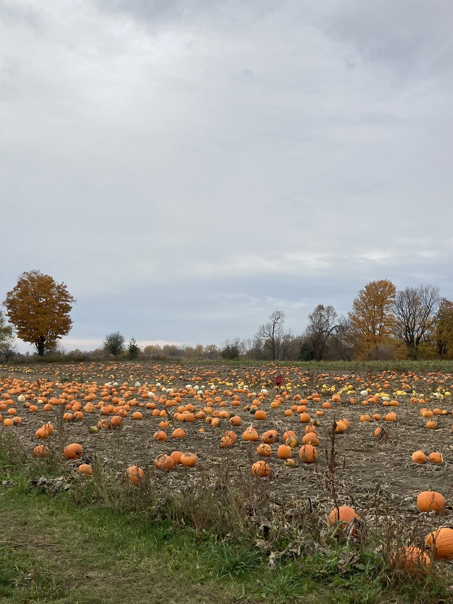 ForsytheFarms's tweet photo. Looking for your perfect pumpkin? We still have lots in our pumpkin patch! We're open Thurs-Sun from 9:30-5. Come by and pick out your pumpkins! 🎃🎃
#pickyourown #pumpkin #pumpkinpatch #farmfresh #getoutside #natureunfiltered #visitydh #durhamtourism https://t.co/YB8SfYzxB1