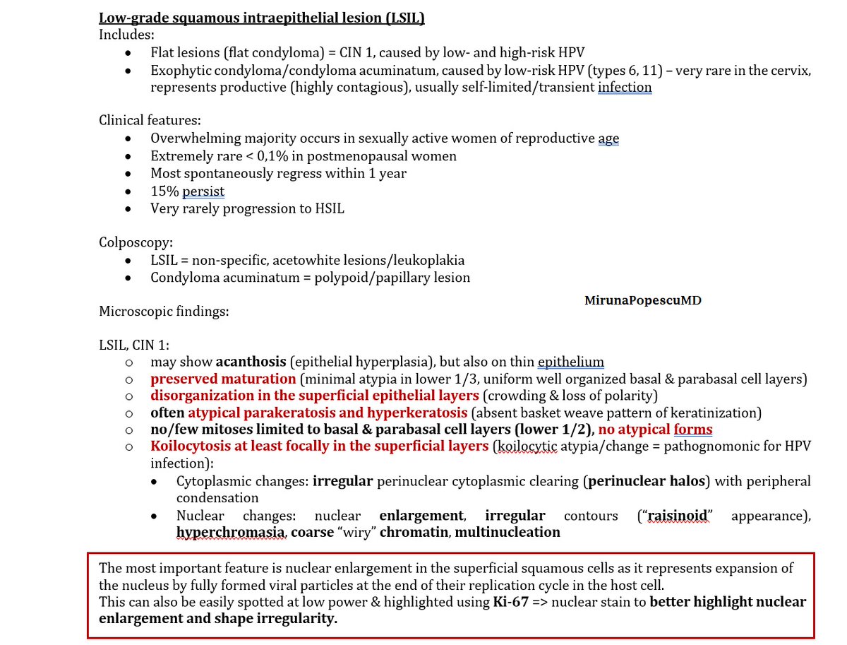 MirunaPopescu13's tweet photo. Started some structured learning & reviewing so today I'm sharing with you my notes on LSIL (CIN 1) from this great book on #gynpath.
A YT 📽️ might be coming up soon on SILs of the cervix also
Until then, hope you'll find this useful 👇🏽
#PathTwitter #pathbasics #pathresidents https://t.co/gZ2ZEkVorZ