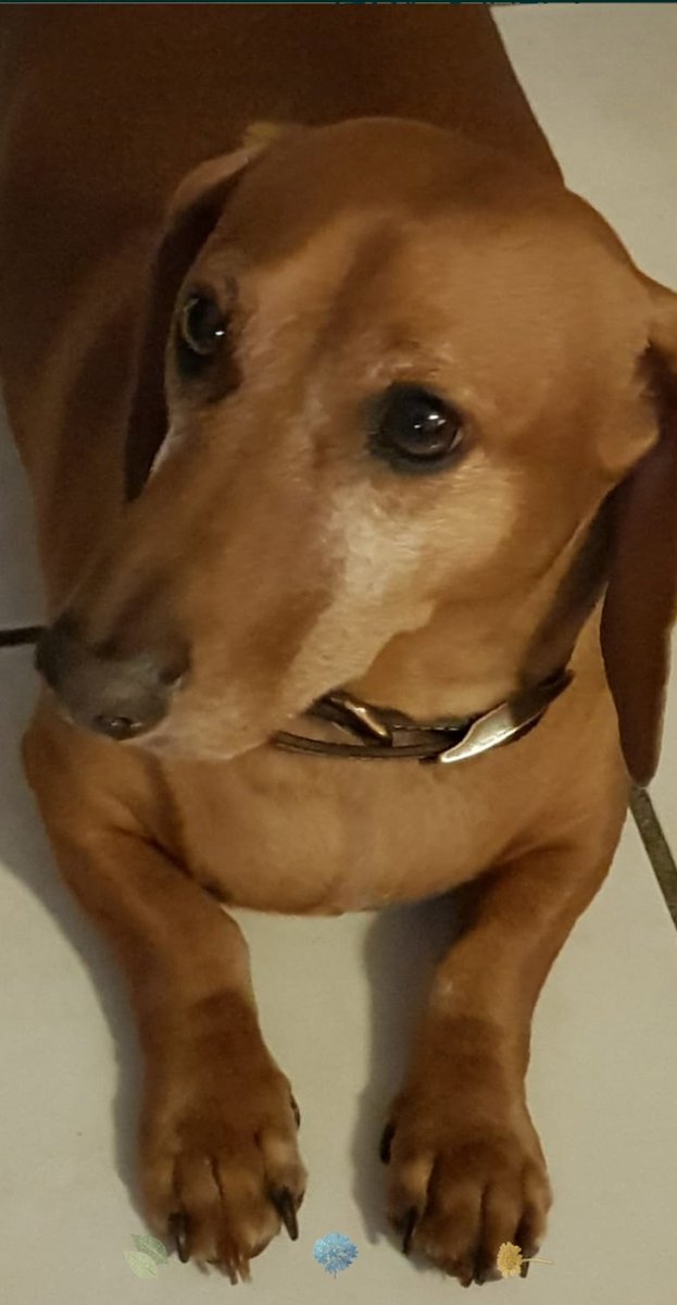 LAURAMN1's tweet photo. @CuentameloYaOf 
Duty ❤️
#mimascotaencuentameloya https://t.co/4FpgATk5mi