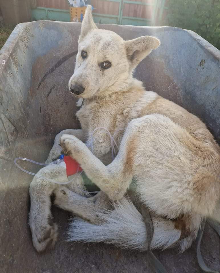 Paws2RescueUK's tweet photo. The medical centre is saving lives in the community. This dog was brought in a wheelbarrow, the only they had. A social case, our clinic, the only vet available. Almost in a coma from giardia, she would have died without medical help, but today is already recovering well. https://t.co/r0RcH4TLtZ