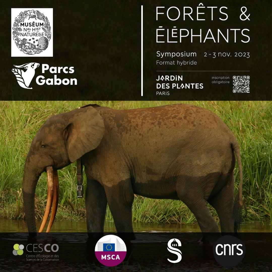 Parcs_Gabon's tweet photo. 🌿🐘📚Découvrez le programme du Symposium "Forêts et Éléphants"! Tout ce que vous devez savoir sur les sujets, les intervenants et l'agenda. Téléchargez-le ici 👉: https://t.co/W4iXnhQ1Jo🗓️ Rejoignez-nous les 2-3 Nov 2023 en vous inscrivant👉 via ce lien https://t.co/SMW66kbsru https://t.co/y4mOWFB8If