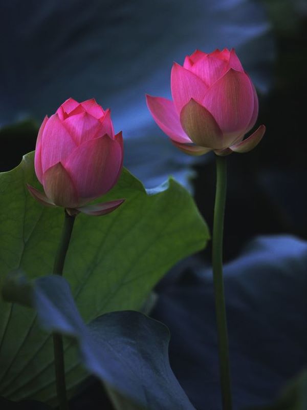thamarindo's tweet photo. Sometimes, we come into a persons life not to make them love us but to let them feel that they are so much worth loving.

Pink Lotus💕 https://t.co/N3YpHw2DOl