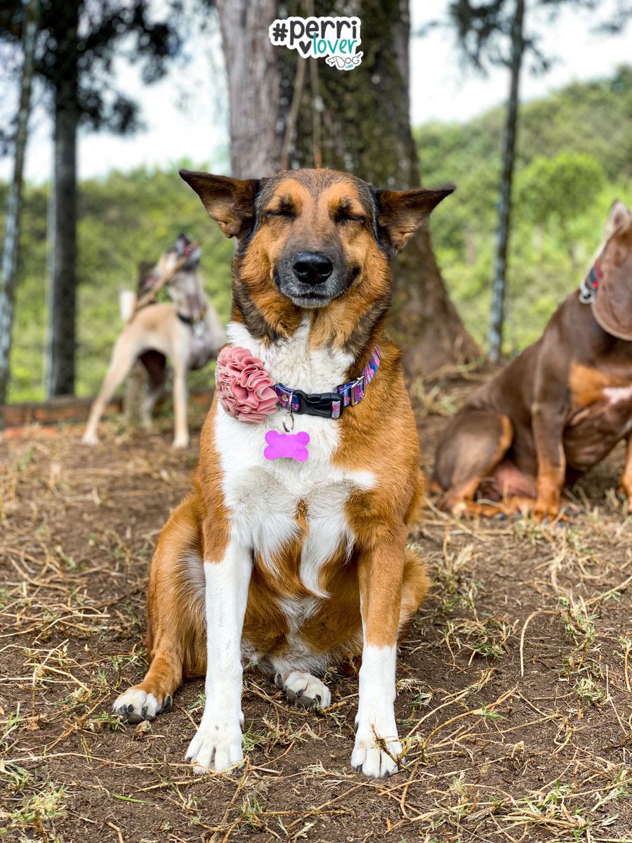 PetAngelsCol 🐱🐶 tweet media