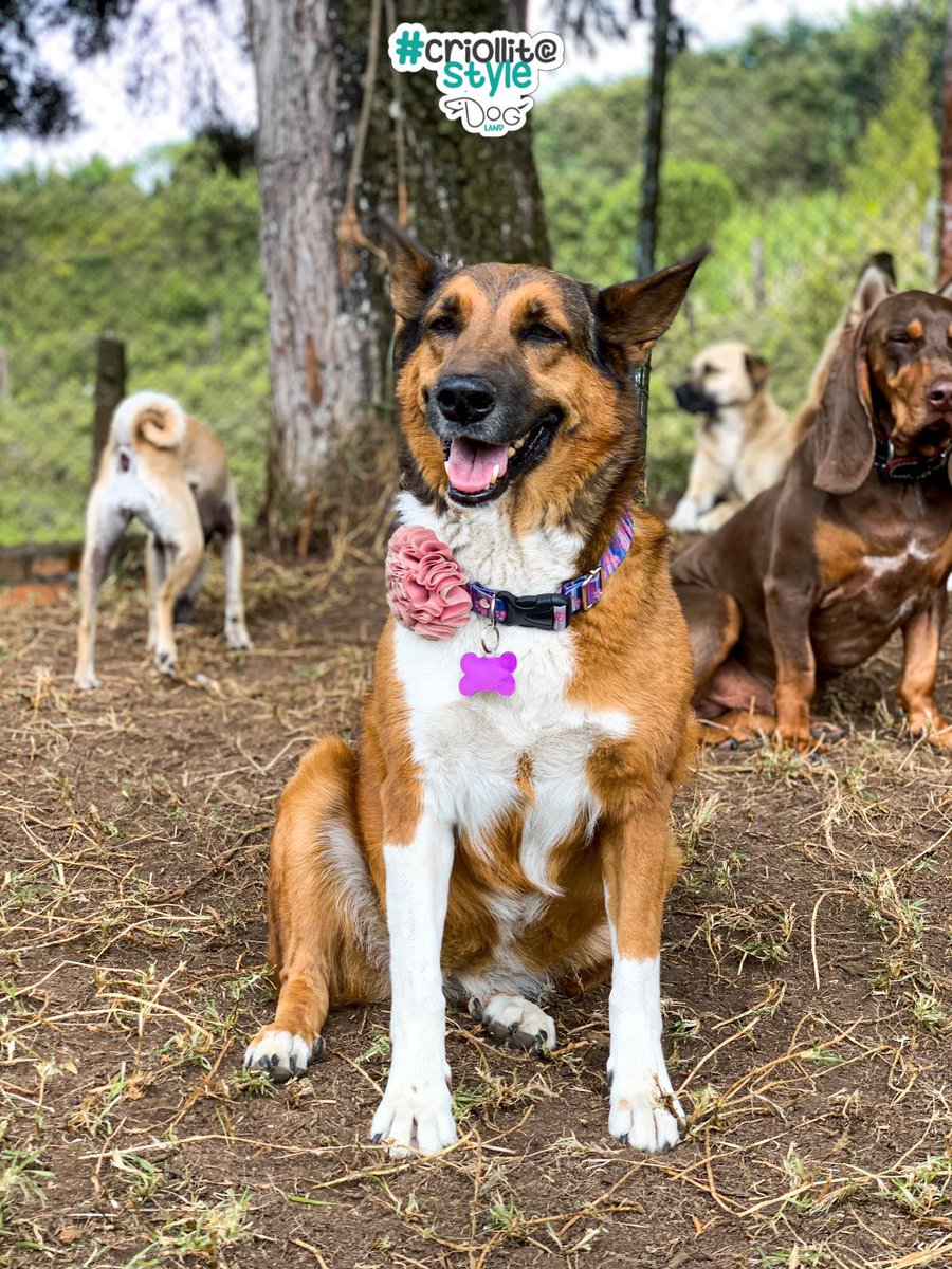 PetAngelsCol 🐱🐶 tweet media