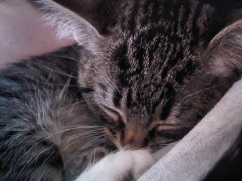 Pizzapuff15's tweet photo. Its #ThrowbackThursday and here's baby me😺momma says this is one of her favorite pictures ❤ I still like to cuddle under her arm this way too😹 @StrayLiotta #ForeverMyHeroStray #StrayStrong #leaveacan #CatsOfTwitter #love https://t.co/bUHOq5QvmX