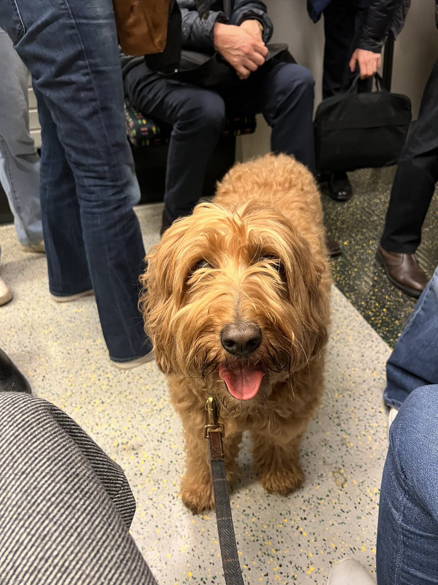 Sascha O'Sullivan tweet media