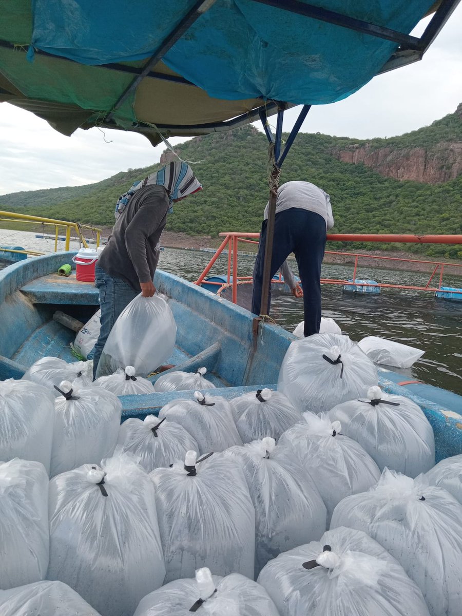 COMPESCA_'s tweet photo. Llevamos a cabo una siembra de 47 mil crías de tilapia provenientes del CETAEM en jaulas flotantes en la presa de Infiernillo, en el Puerto San Simón, Municipio de Arteaga, Michoacán. 📷
#HonestidadyTrabajo https://t.co/vYrFiwSRpr