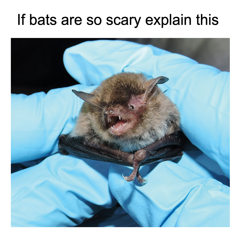 We'll wait. #InternationalBatWeek