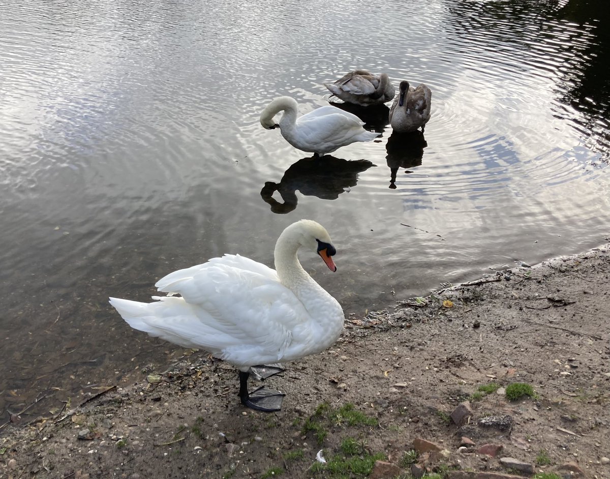 Imogen Rowe tweet media