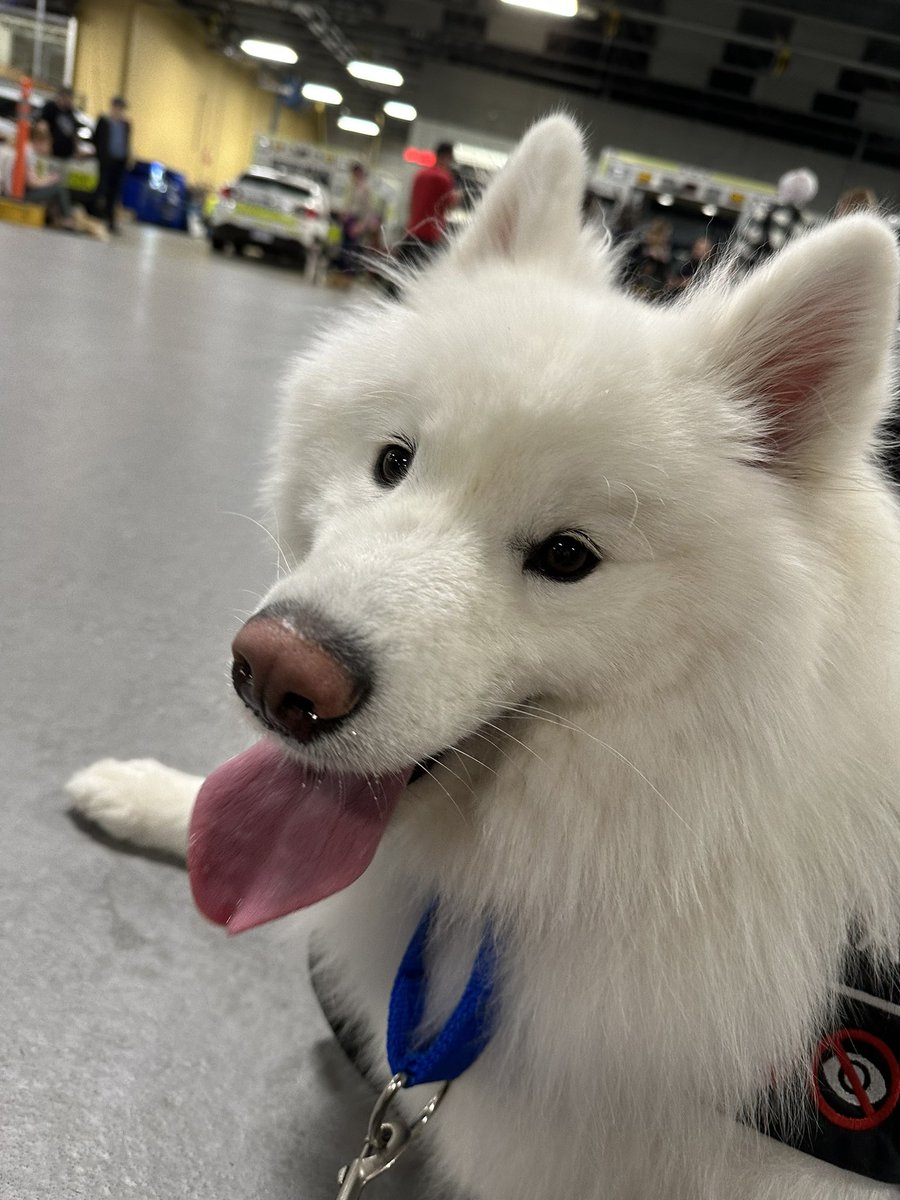 PredictableNOVA's tweet image. Hope all of you are doing well! I’m exhausted, but managing atm. Today was a paramedics session with service dogs. Aspen here being a SDiT, did all right for a first time 🙂. Now to relax and decompress after a long day