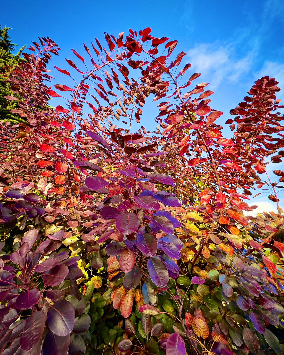 smARTindale (@smartdale) on Twitter photo Autumn in our garden #Cornwall <a href="/ThePhotoHour/">#ThePhotoHour</a> <a href="/BBCCornwall/">BBC Cornwall</a> <a href="/IMcMillan/">Ian McMillan</a> <a href="/piratefm/">Pirate</a> <a href="/StormHour/">#StormHour</a> <a href="/ITVCharlieP/">Charlie Powell</a> #photography Autumn in our garden #Cornwall <a href="/ThePhotoHour/">#ThePhotoHour</a> <a href="/BBCCornwall/">BBC Cornwall</a> <a href="/IMcMillan/">Ian McMillan</a> <a href="/piratefm/">Pirate</a> <a href="/StormHour/">#StormHour</a> <a href="/ITVCharlieP/">Charlie Powell</a> #photography
