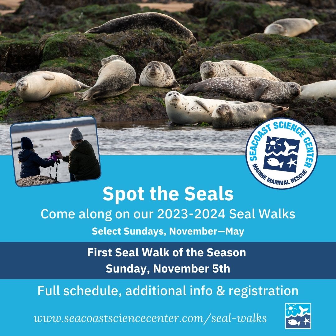 SeacoastSciCtr's tweet photo. Registration open for our popular Seal Walks! Join the SSC Marine Mammal Rescue team to observe local seal species @ Salisbury Beach State Reservation. Schedule, additional info &amp; registration at https://t.co/ldndTy2f3l 🦭 #marinemammalrescue #seals #inspiringconservation https://t.co/ewWVamwtHe