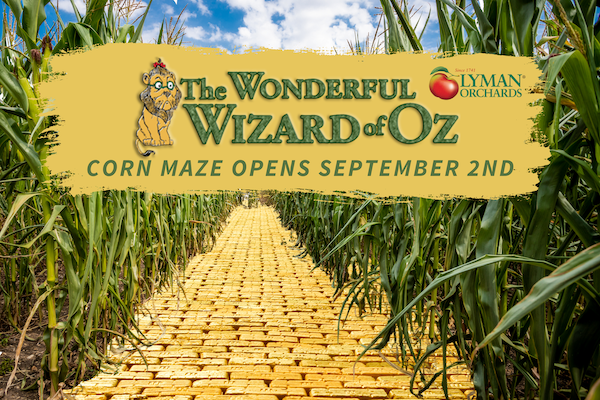Through November 5: Lyman Orchards’ Corn Maze will open on September 2, 2023. This year, visitors can explore the 4-acre maze with a design inspired by the 1900 literary classic, “The Wonderful Wizard of Oz.” lymanorchards.com/events/corn-ma…