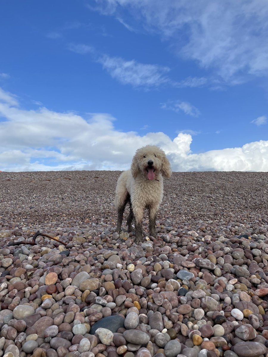 webjenny's tweet image. Don’t know how the dog got so dirty at the beach today. He was quite clean when we arrived. #BudleighSalterton #Devon #MuddyPaws