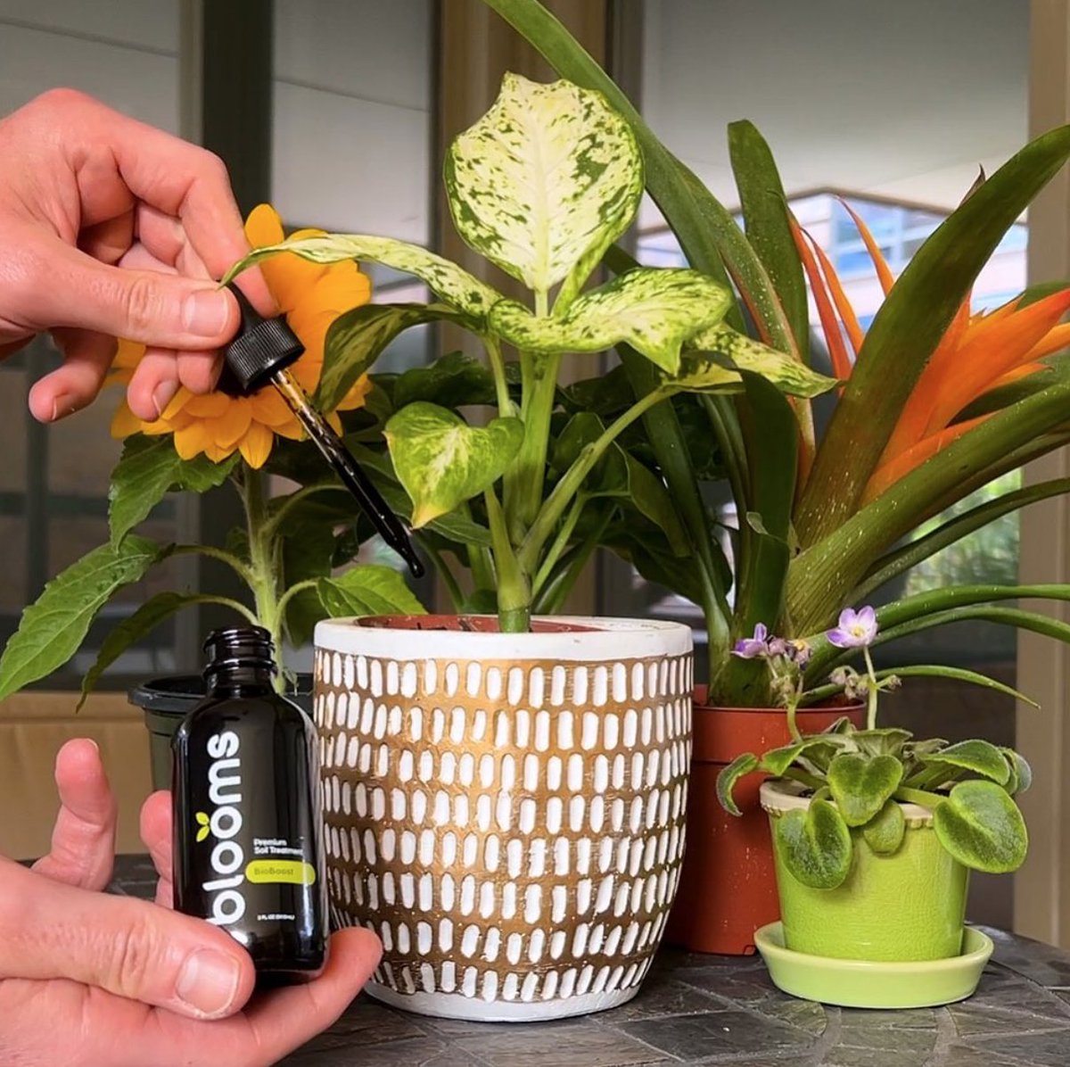 Blooms (@GetBlooms) / Posts / X