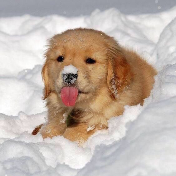 Puppies 🐶 tweet media
