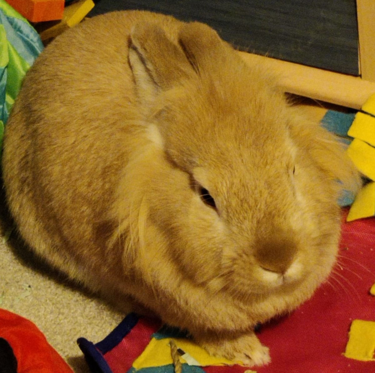 When it's cold Peanut becomes a chonky orb