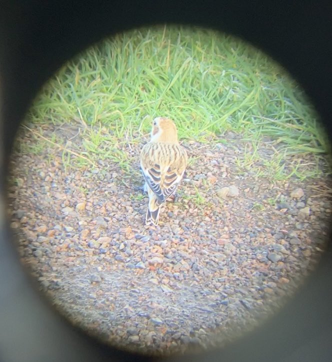 Saw a snow bunting for the first time on the Malvern Hills today😄 #WorcsBirds