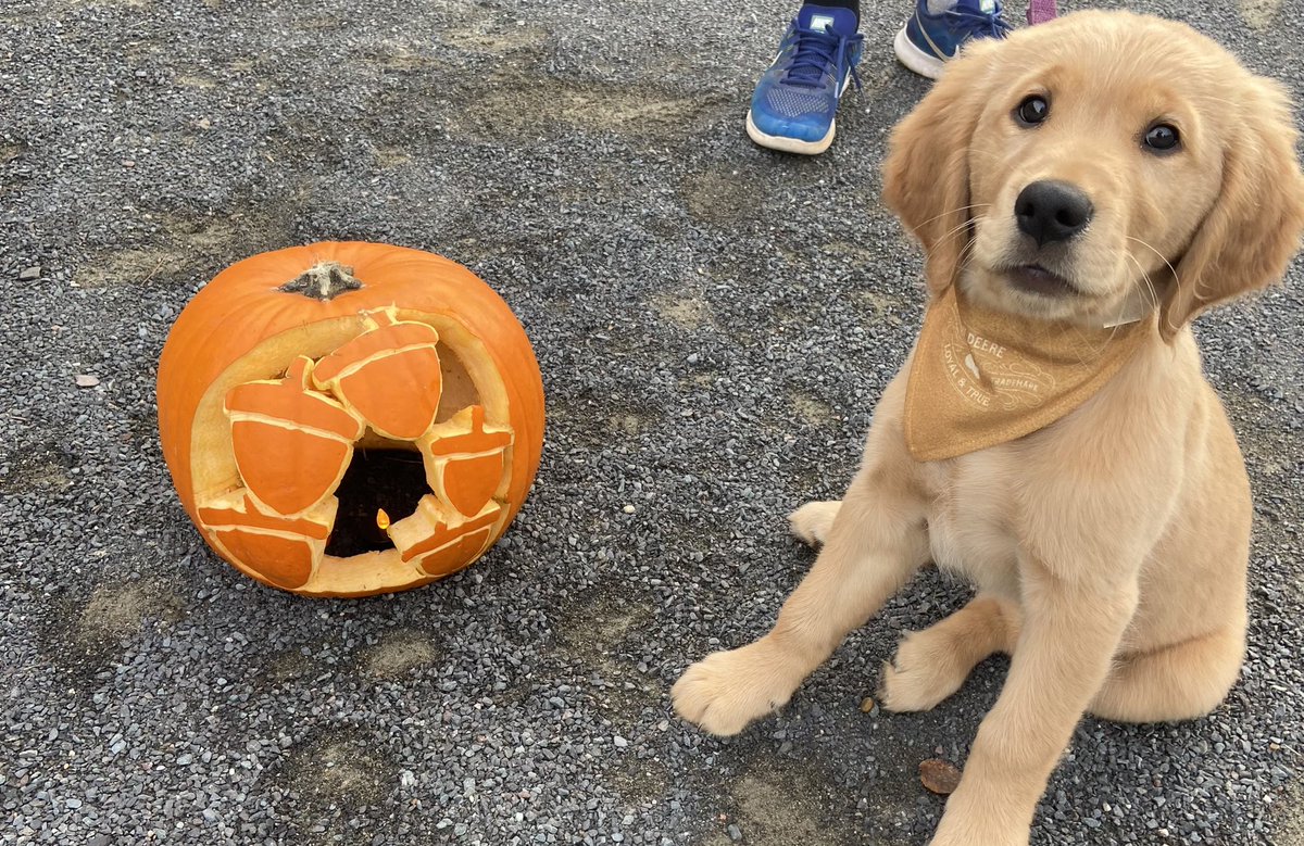 Lola and I are spending the evening as trail monitors for the @townofkentville and @landmarkeast Annual Pumpkin Walk! It’s a beautiful evening to take a walk outside and support a great cause!