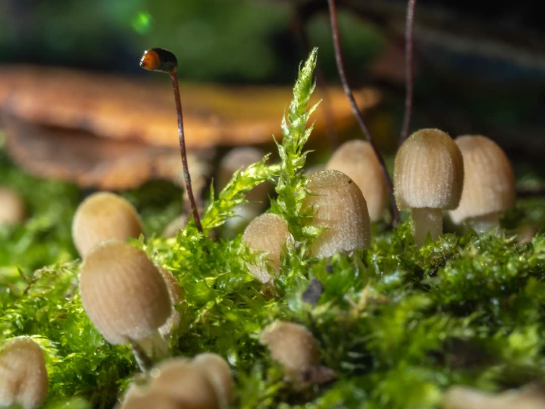 BOB ILES tweet media