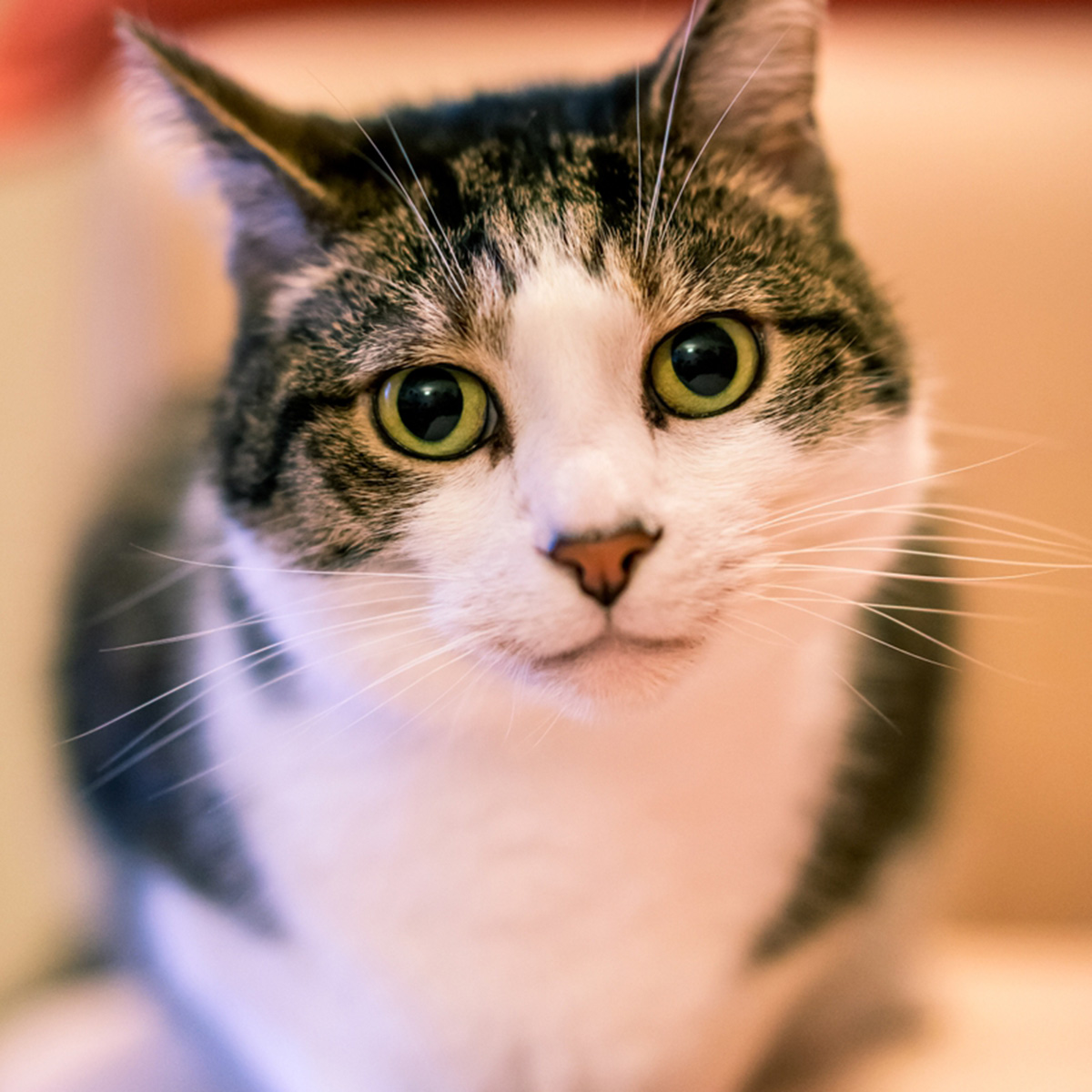 TakaraBioUSA's tweet photo. Can immune checkpoint molecules be therapeutic targets in cats, as they are in humans and dogs?
New findings from @tohoku_univ_med published in @SciReports suggest they can: https://t.co/j81FW58WYN
#NationalCatDay #TGSThursday https://t.co/XVpMdvMS6q