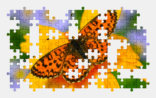 Butterfly - Jigsaw Puzzles Online