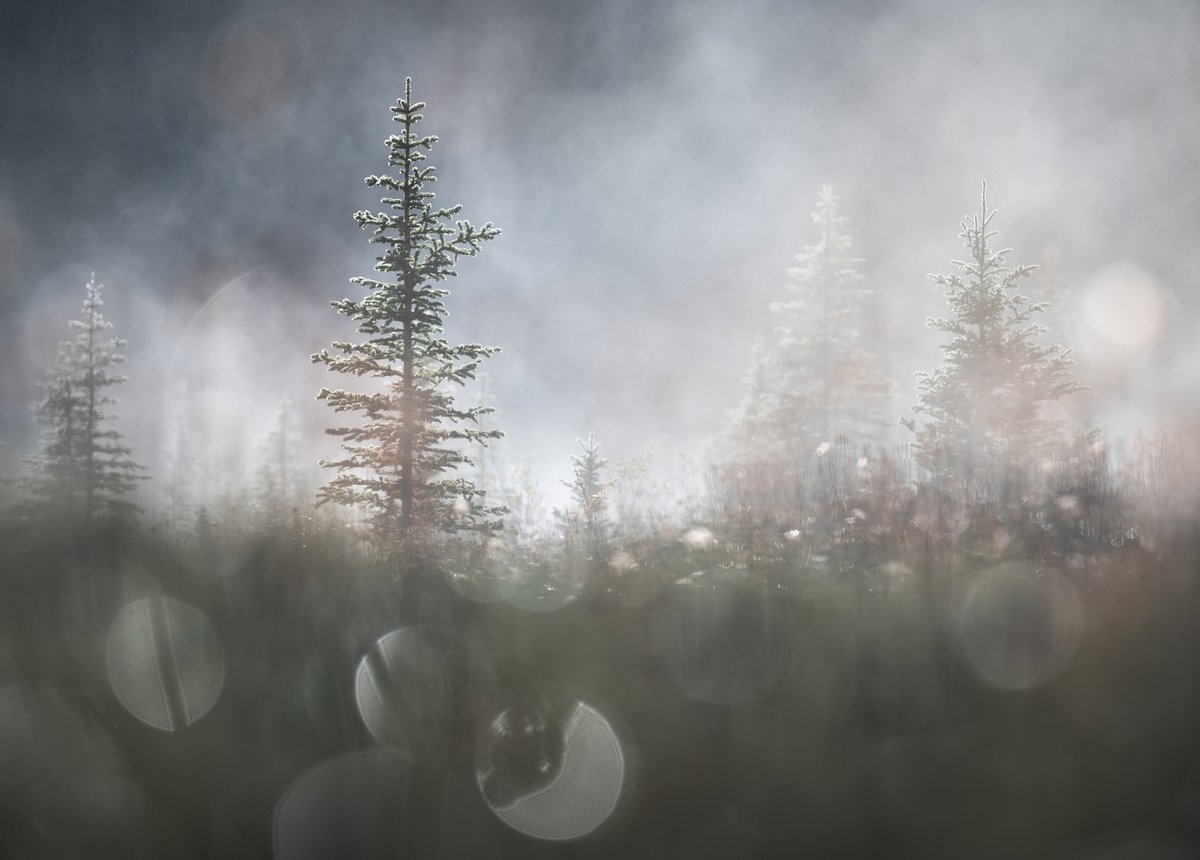 ViktoriaHaack's tweet photo. I'll be co-leading a workshop to the Canadian Rockies next Fall, if anyone is interested in joining @MonikaDeviat &amp; I as we explore this gorgeous landscape:

https://t.co/mtYMJMVh1g https://t.co/b2ZlMZvrBh