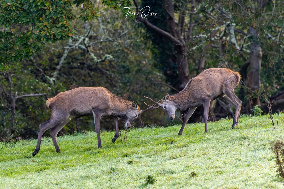 Young Red Deer sparring in Killarney National park - 24th Oct 23
#killarneynationalpark #deerrutting2023 #deerrutting #kerry #killarney #vmweather <a href="/deric_tv/">Deric</a> <a href="/barrabest/">Barra Best</a> <a href="/StormHour/">#StormHour</a> @PictureIreland