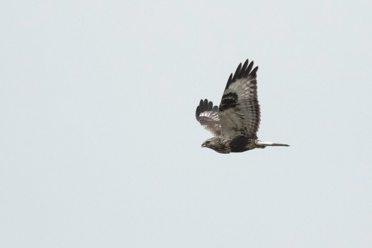 Rough-legged Buzzard 🐦 A great bird to watch on a dull afternoon with @paulasykes1971 .. always distant unfortunately #StonesCreek north bank of the Humber #EastYorkshire 25 Oct 2023