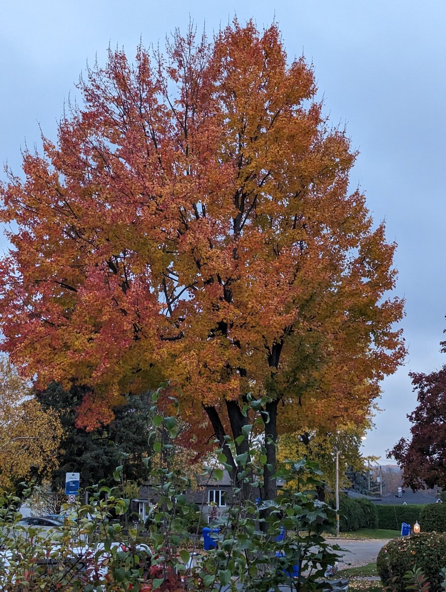 My favorite colors