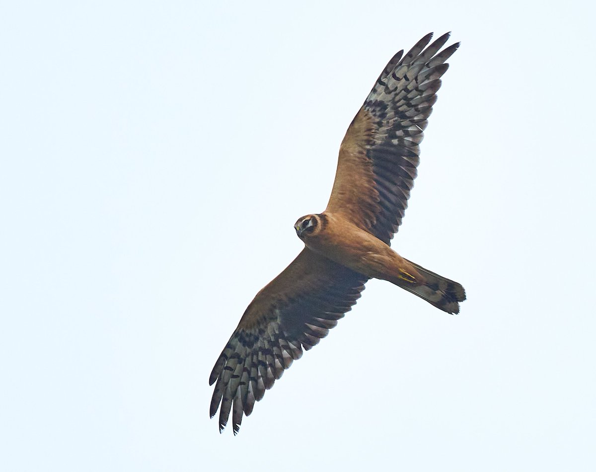 We've enjoyed some excellent coverage over the last week! Our latest recent sightings post features days of impressive finch passage, jaw-dropping Pallid Harrier images and recent ringing highlights. Catch up with all the latest island news below 👇 lundybirds.blogspot.com