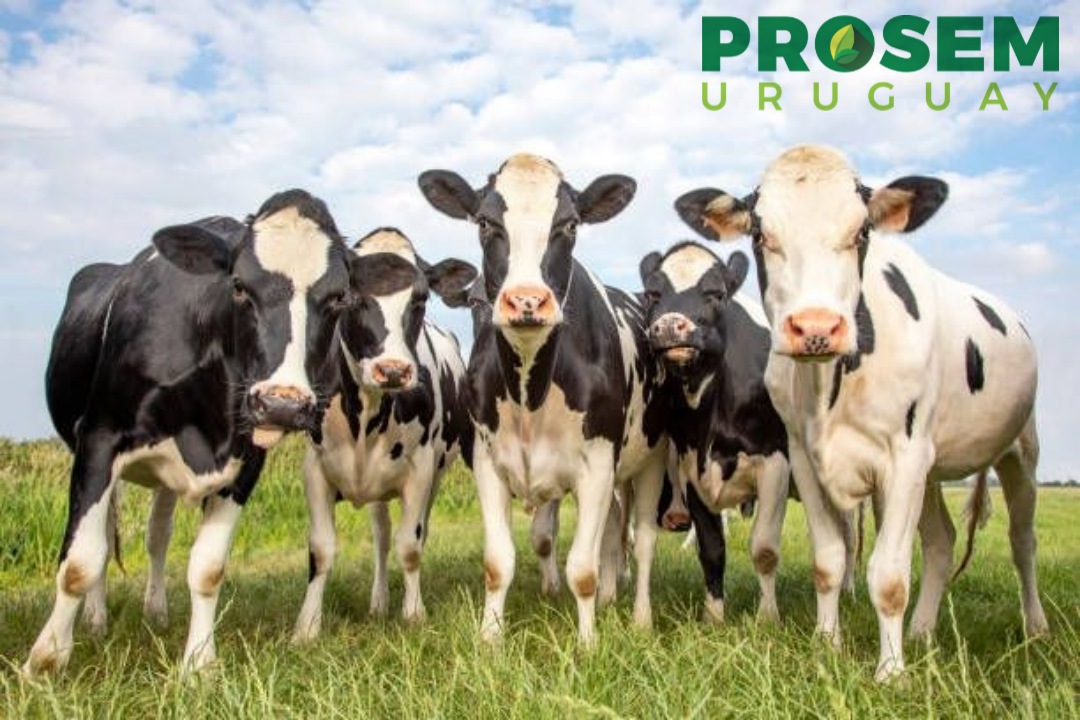 prosem_uruguay's tweet photo. Prosuplem Antimeteorismo
Suplemento de pasturas con buen aporte de energía, que complementa los altos niveles de prot. que se encuentran en los verdeos o pasturas de primavera, con el agregado de monensina y tensoactivos antiespumantes https://t.co/L3SgMHM78i