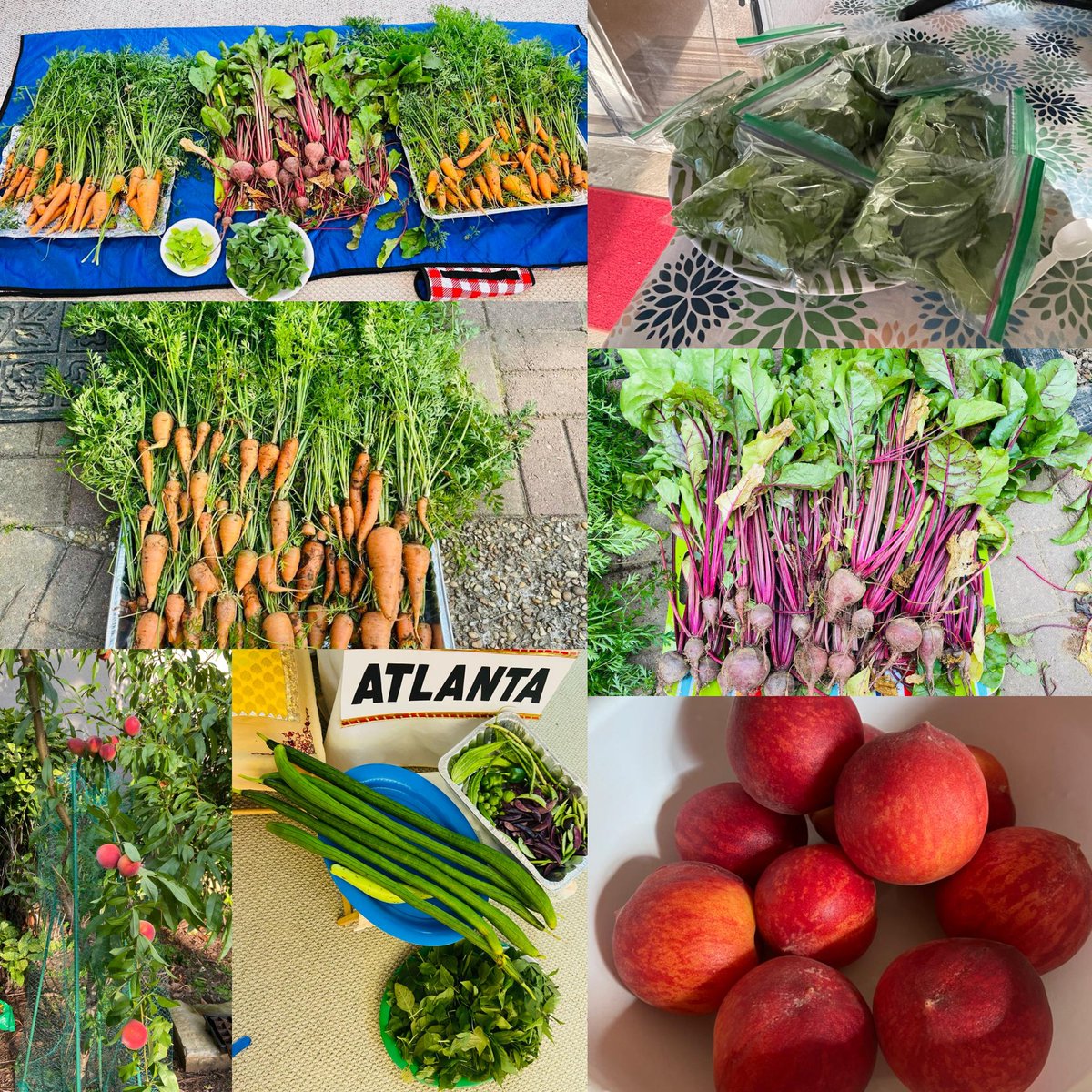 #Dayalbagh's organic farming inspires the Atlanta Satsang community, bringing together adults and kids to cultivate their own organic produce with a spirit of selfless service. 🌱🌟 #OrganicFarming #CommunityEngagement
