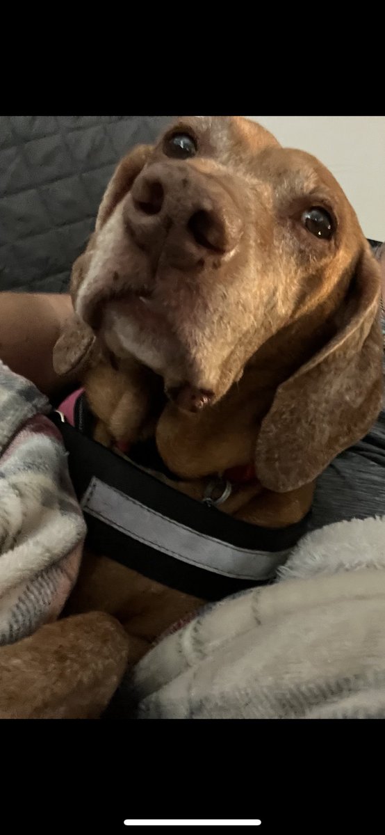 jscole12700's tweet photo. @syd_akaYog Happy happy birthday to my pal Syd! love Sadie. https://t.co/rOgCDF9GMl