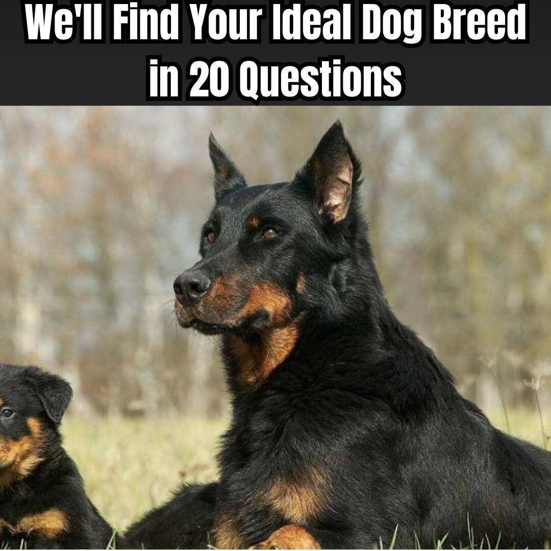 BUZZNET's tweet photo. Choosing a dog breed can be a difficult decision, so we're here to help you make it. Answer 20 questions and we'll reveal your soul dog.