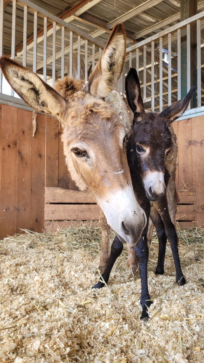We need your help! We've been in a massive rescue mode since the war started and now have over 750 donkeys. We'd love to air lift them to safety. We are in desperate need of resources. Please DM us with leads @StartingOver #FarmSanctuary
startingover.org.il/home-english