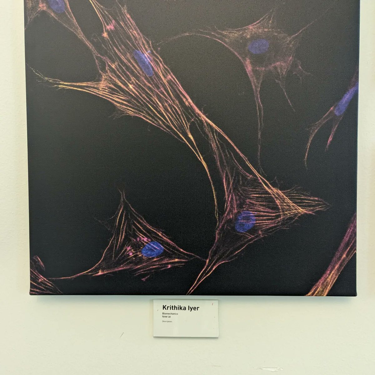 LabVarner's tweet image. While we wait for the Somdutta&apos;s closed door to finish, documenting some of the lab&apos;s 
fame in the dept 😛

@bme_utd @UtswBmeProgram #kidneyresearch #cornearesearch #biomechanics #department #photos #phd #graduates