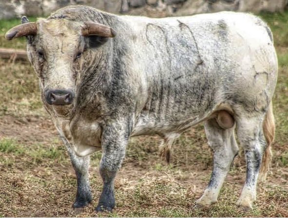 2 de los 4 guapos Toros de De Haro para este sábado en Huamantla.