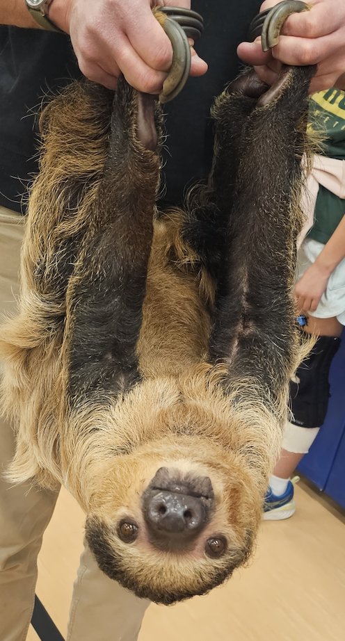 Thanks to our Tiger Trot Fundraiser, GRE had an assembly from the Columbus Zoo! Look at some of the animals we got to learn about today!