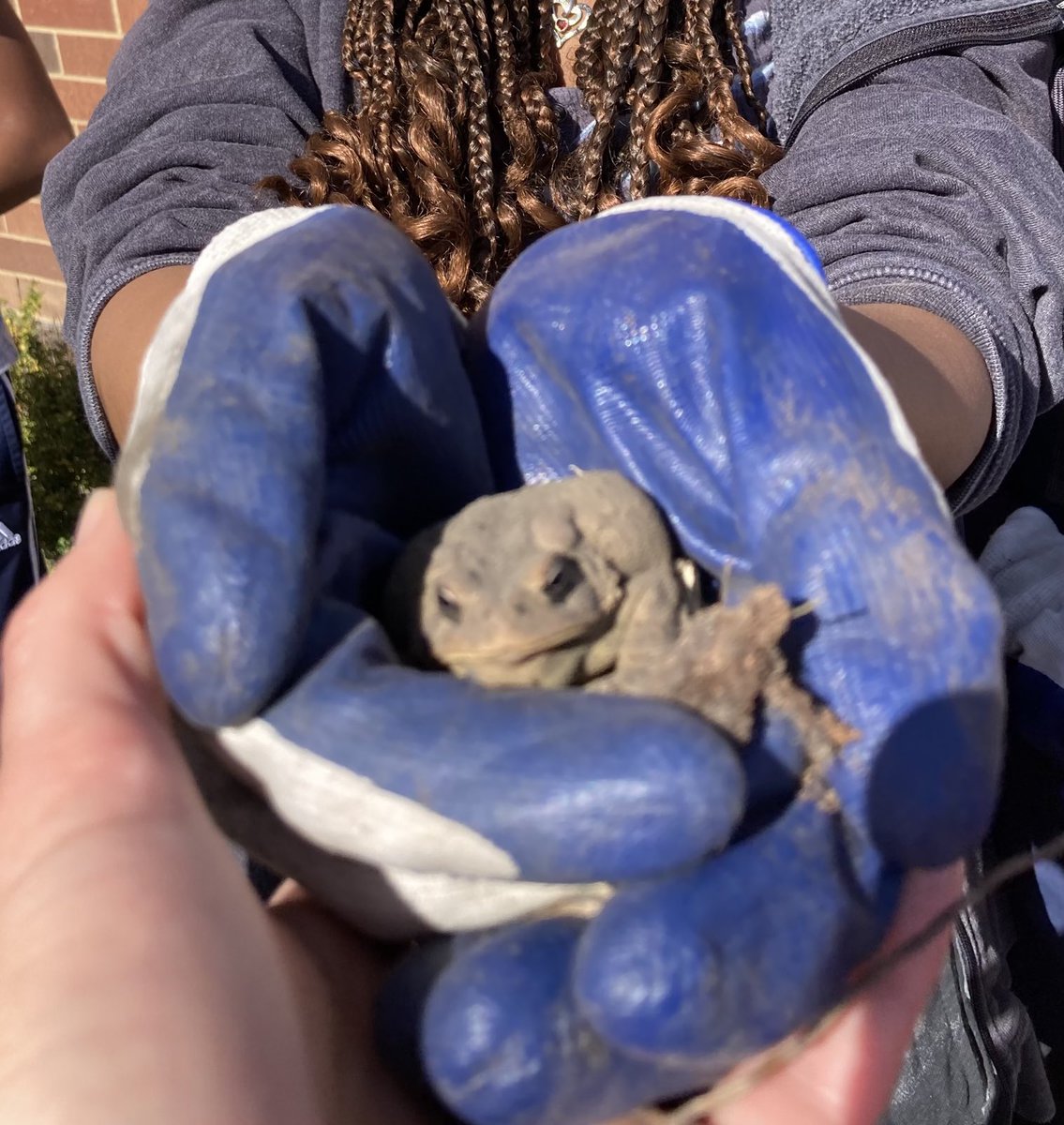 Today we harvested basil and found a toad! ⁦<a href="/HallieWellsMS/">HallieWellsMS</a>⁩