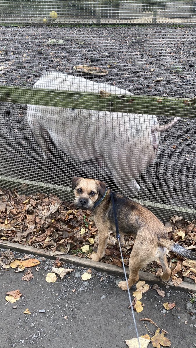 Does anyone else smell bacon?