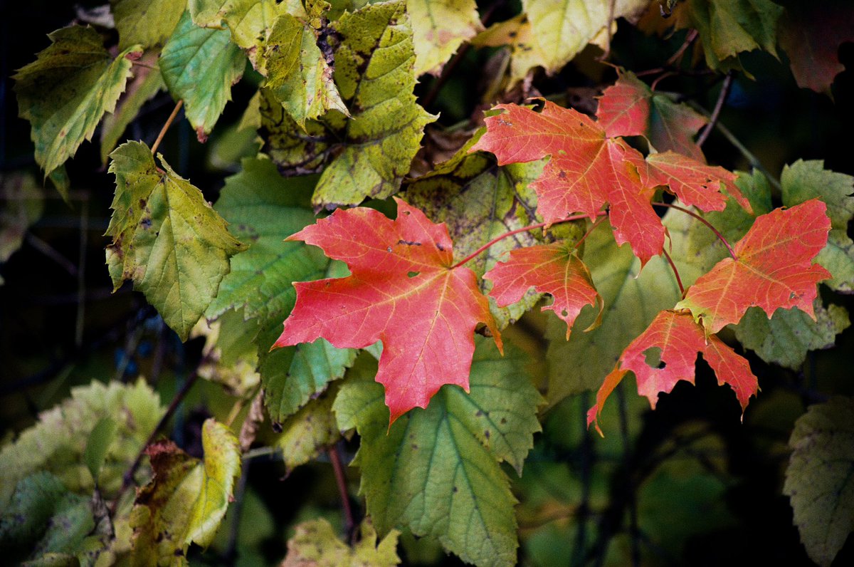 Modoshoot's tweet image. Fall is here🍁

📷 Canon F1
🎞️ Fujifilm Color 400

📍Fishkill Farms | New York

#35mm #filmphotography #newyork #fall #pumpkin #35mmfilm
